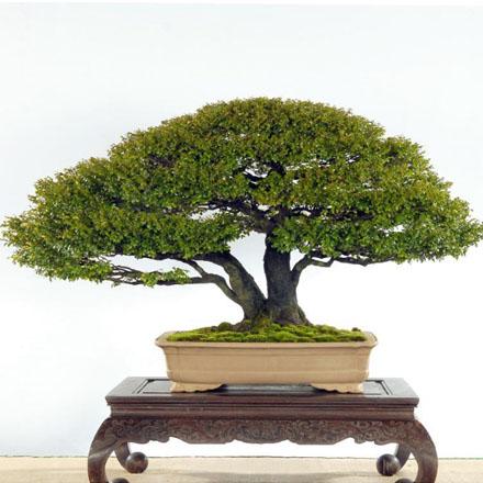 小葉紫檀盆景冬天怕凍嗎 怎么養(yǎng)