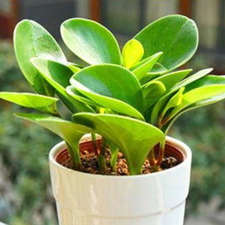 小花盆適合養(yǎng)什么花 小花盆適合養(yǎng)什么植物