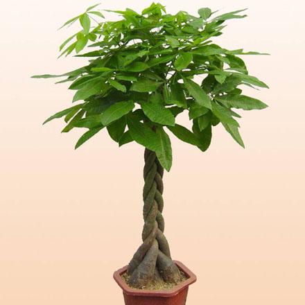 小發(fā)財(cái)樹(shù)怎么修剪枝葉 小發(fā)財(cái)樹(shù)修剪方法圖解